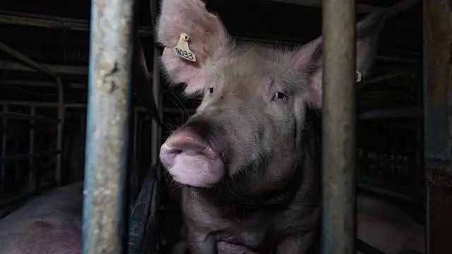 看完不敢直视猪肉了…维州养猪场被控虐待，视频曝光男子和猪性交！（组图） - 10
