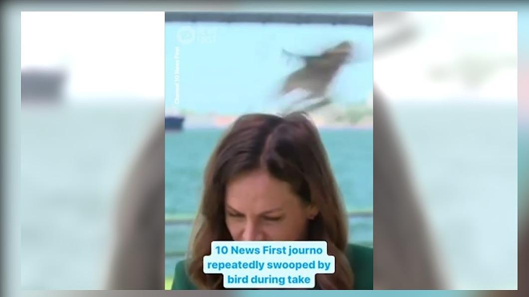 被抓9次头！澳洲美女记者连线遇鸟爪攻击，强忍完成任务（视频/组图） - 2