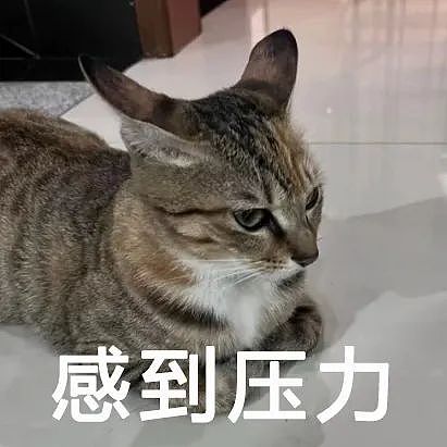 【宠物】妹纸不知猫咪打呼噜的真相，带去医院看病，竟花了6.5万元（组图） - 14