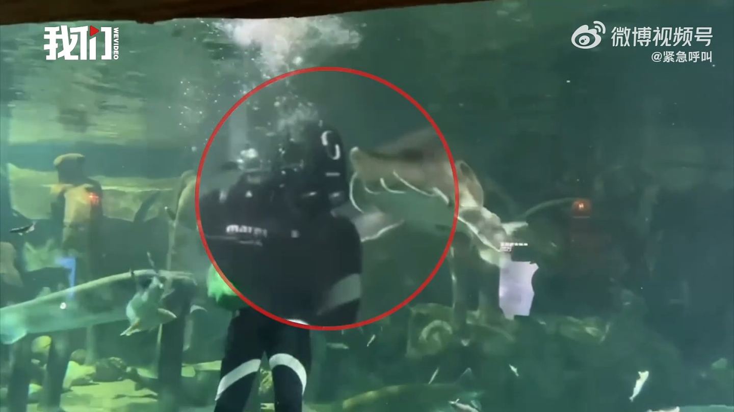 西安海洋馆发生意外！潜水员水下喂鱼，突遭巨型活化石咬头，游客受惊尖叫（视频/组图） - 2