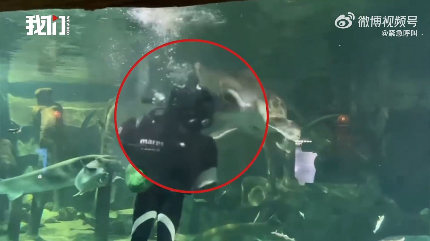 西安海洋馆发生意外！潜水员水下喂鱼，突遭巨型活化石咬头，游客受惊尖叫（视频/组图） - 3