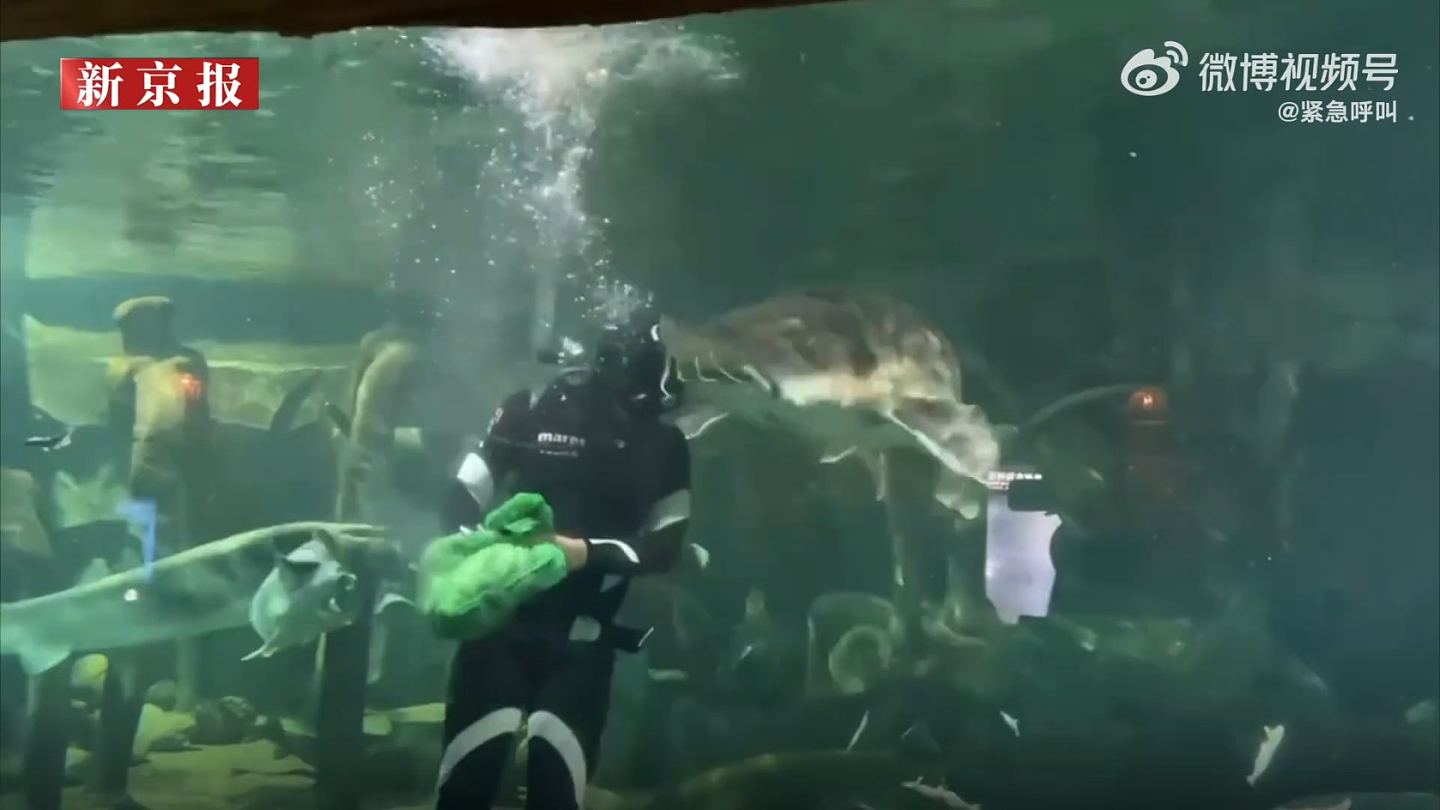 西安海洋馆发生意外！潜水员水下喂鱼，突遭巨型活化石咬头，游客受惊尖叫（视频/组图） - 1