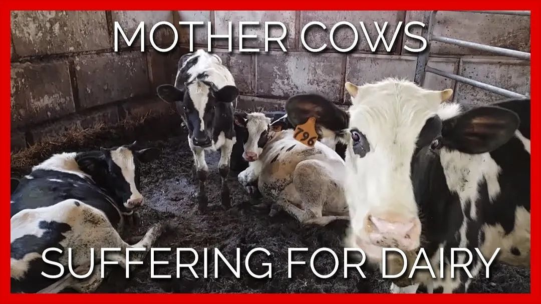全世界有2.5亿只奶牛，在顶着乳房爆炸的危险产奶（组图） - 23