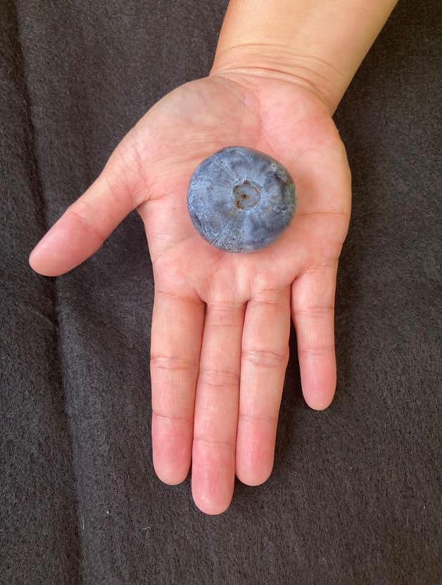 和桌球一样大！澳洲果农种出超巨蓝莓，打破金氏世界纪录（组图） - 1
