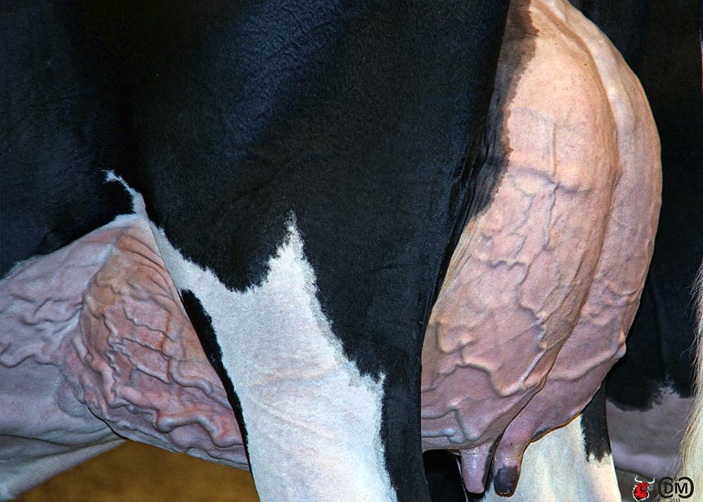 全世界有2.5亿只奶牛，在顶着乳房爆炸的危险产奶（组图） - 8