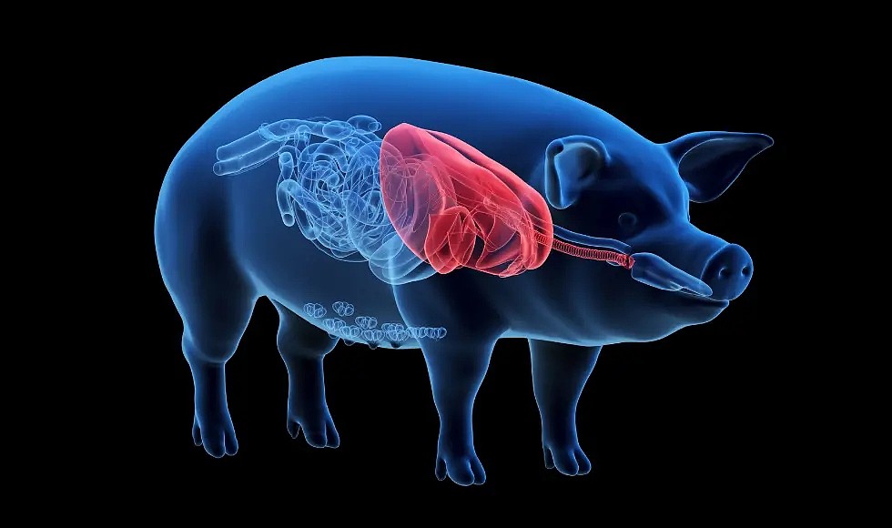 世界首例！中国完成将“基因编辑”猪肝移置到人体，已无排拆工作96小时（组图） - 2