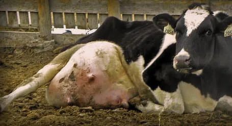全世界有2.5亿只奶牛，在顶着乳房爆炸的危险产奶（组图） - 6