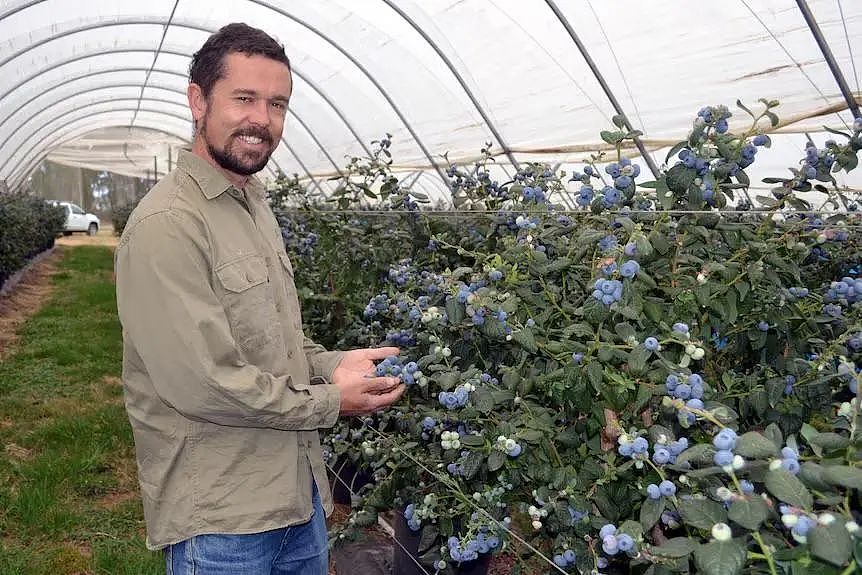 太强了！澳洲巨型蓝莓打破世界纪录，是普通蓝莓6倍，两年内将普及全澳（组图） - 3
