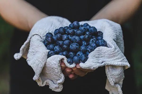 太强了！澳洲巨型蓝莓打破世界纪录，是普通蓝莓6倍，两年内将普及全澳（组图） - 8