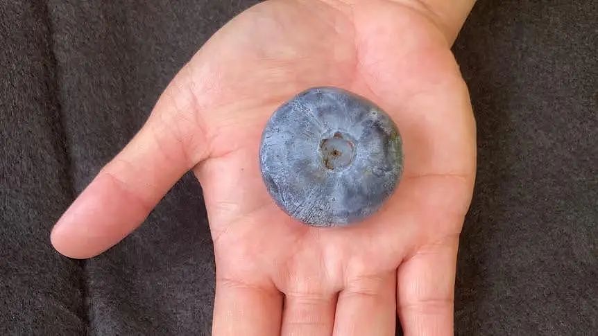 太强了！澳洲巨型蓝莓打破世界纪录，是普通蓝莓6倍，两年内将普及全澳（组图） - 2