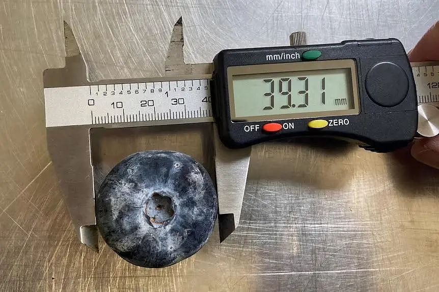 太强了！澳洲巨型蓝莓打破世界纪录，是普通蓝莓6倍，两年内将普及全澳（组图） - 4