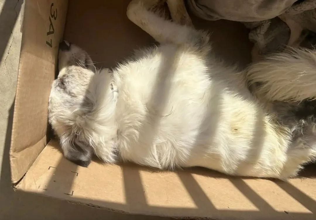 【宠物】废弃纸箱里躺着一只狗，还以为它死了 ...“救活”发现是个很有魅力的大可爱（组图） - 1