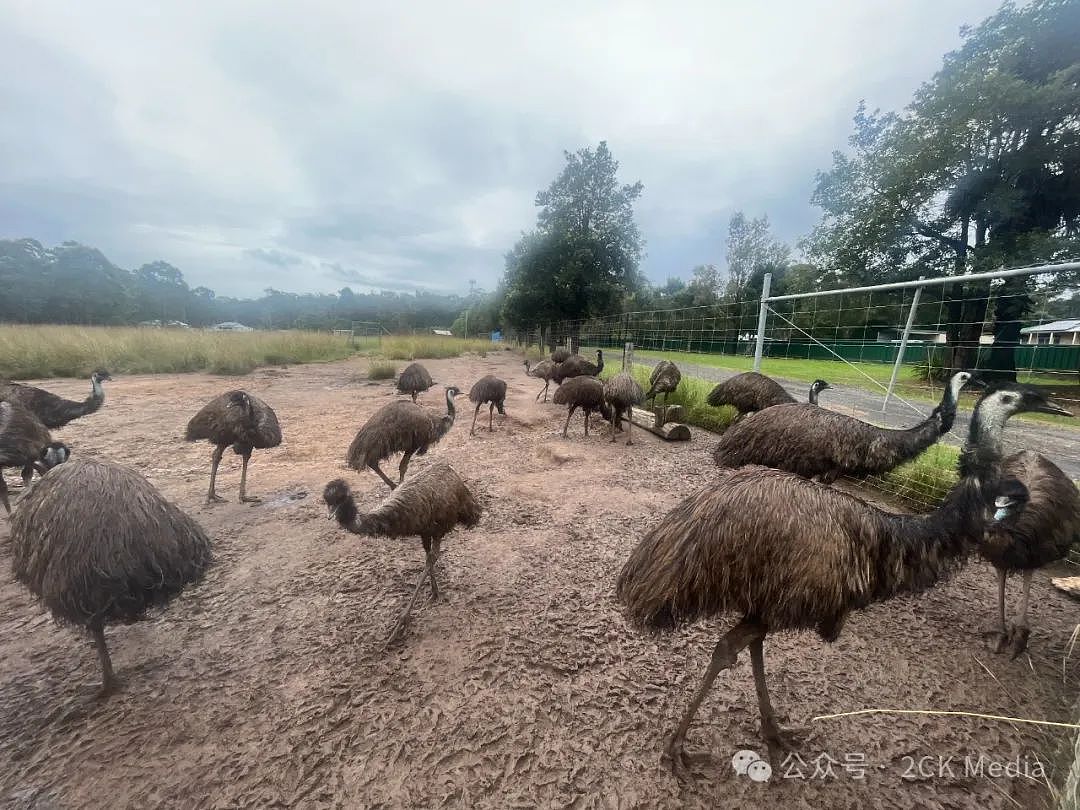 独家原创：Emu农场主人和他们救助受伤动物的故事（组图） - 7