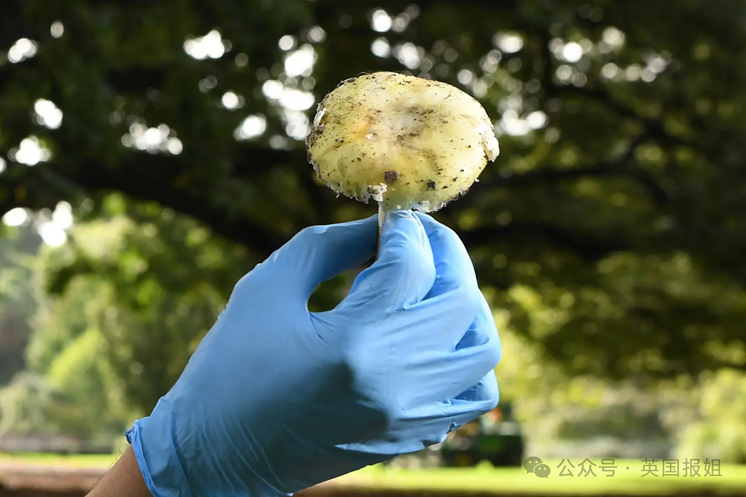 网友自曝回南天家里菌子泛滥，墙角拖把到处长！小小蘑菇可变呼吸杀手（组图） - 8