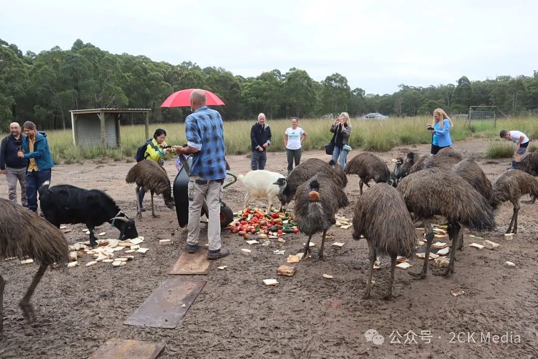 独家原创：Emu农场主人和他们救助受伤动物的故事（组图） - 6