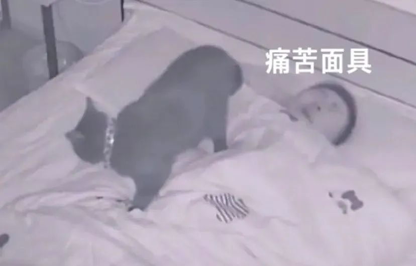 【宠物】小哥晚上睡得正香，关键部位被猫泰山压顶，网友：这是在抓鼠鼠（组图） - 4