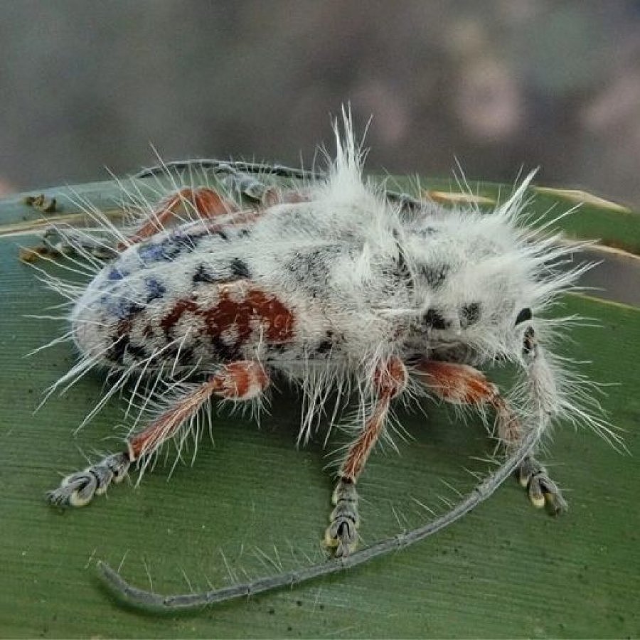 澳洲发现新品种甲虫！身上覆盖白色毛发（图） - 1