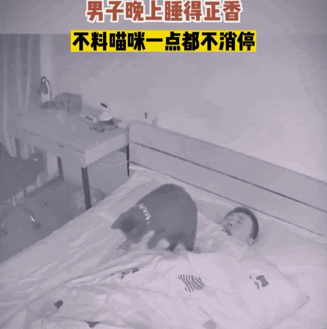 【宠物】小哥晚上睡得正香，关键部位被猫泰山压顶，网友：这是在抓鼠鼠（组图） - 3