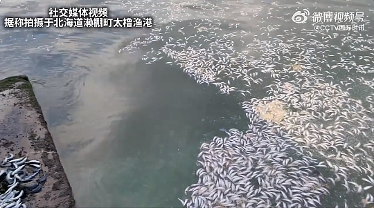 日本海岸漂浮大量死鱼，绵延7公里，“40多年第一次见”，当地政府警告：不要接触（组图） - 2