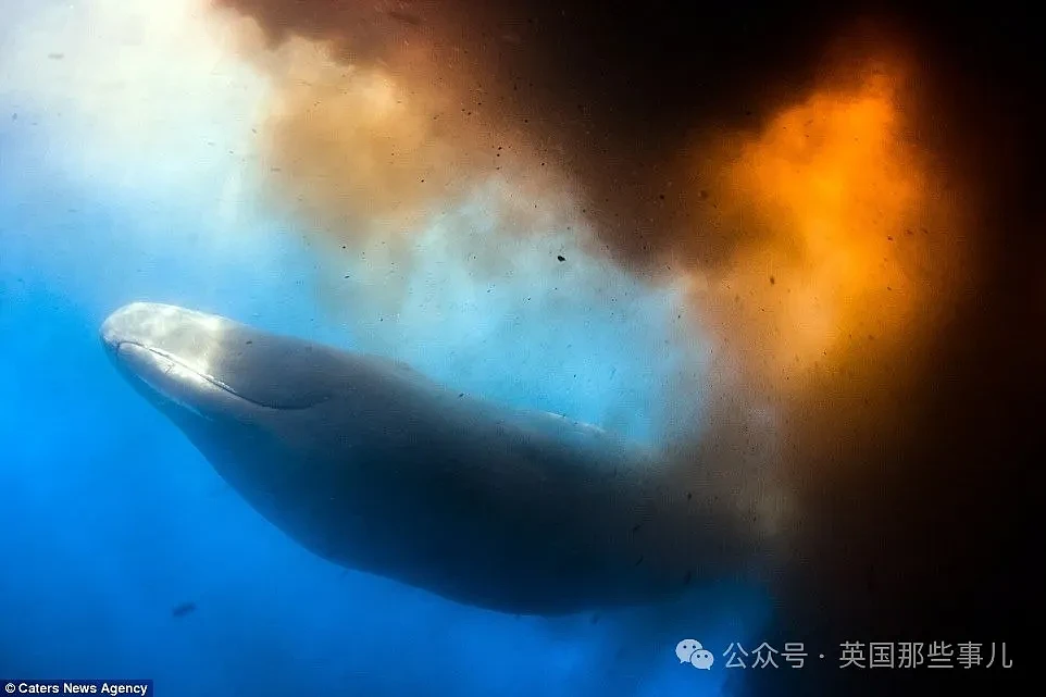 西澳抹香鲸被虎鲸袭击，危急关头，它们扔出了粑粑炸弹，大获全胜（组图） - 10