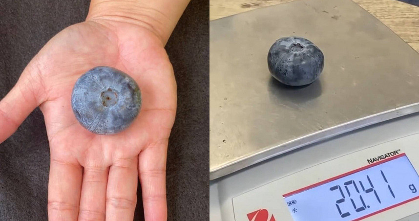 认证过的！澳洲农场出现史上最重蓝莓，比平均重10倍、大小与高尔夫球接近（图） - 1