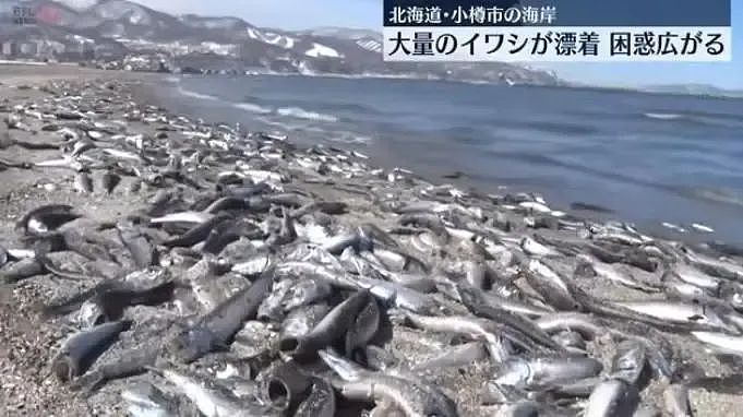 日本海岸漂浮大量死鱼，绵延7公里，“40多年第一次见”，当地政府警告：不要接触（组图） - 1