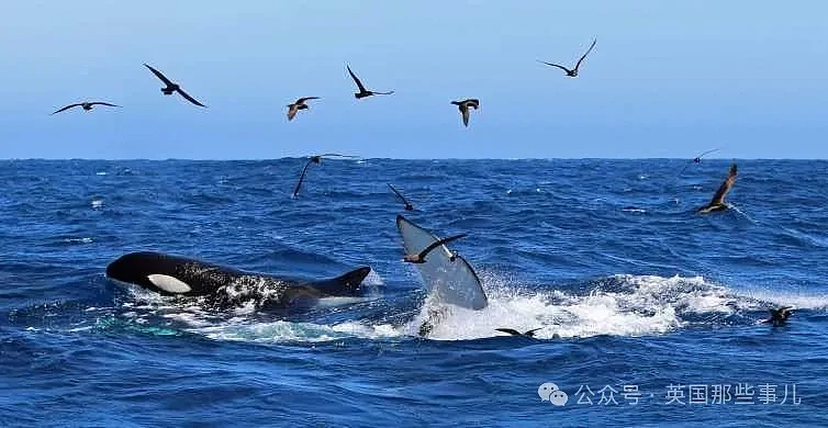 西澳抹香鲸被虎鲸袭击，危急关头，它们扔出了粑粑炸弹，大获全胜（组图） - 1