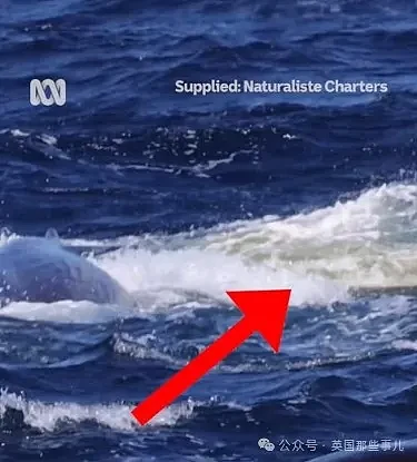 西澳抹香鲸被虎鲸袭击，危急关头，它们扔出了粑粑炸弹，大获全胜（组图） - 5