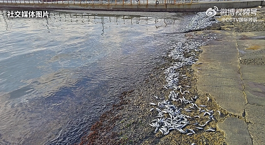 日本海岸漂浮大量死鱼，绵延7公里，“40多年第一次见”，当地政府警告：不要接触（组图） - 3