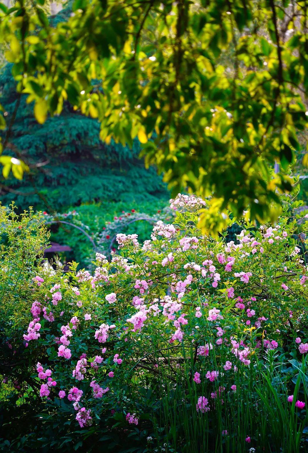 他花20年把荒山变中国最美私家花园，火到国外！澳媒多次评为“十大梦幻花园民宿”（组图） - 93