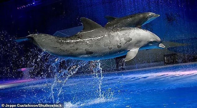 为人类表演30年年后，40岁海豚被动物园投的塑料海藻活活噎死...（组图） - 1