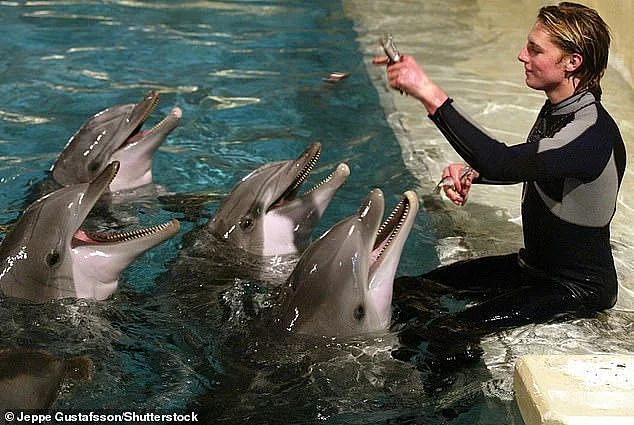 为人类表演30年年后，40岁海豚被动物园投的塑料海藻活活噎死...（组图） - 6