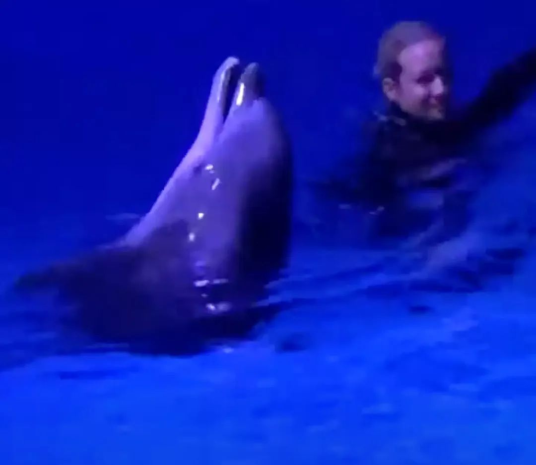 为人类表演30年年后，40岁海豚被动物园投的塑料海藻活活噎死...（组图） - 5
