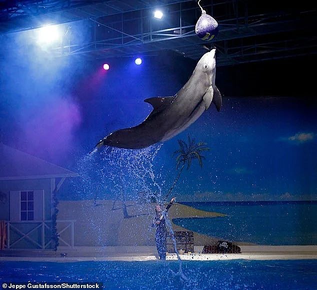 为人类表演30年年后，40岁海豚被动物园投的塑料海藻活活噎死...（组图） - 4