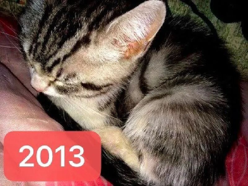 【宠物】网友领养小哥的猫，10年后竟给小哥反馈猫照片：我以为猫可能去世了，一直不敢问（组图） - 3