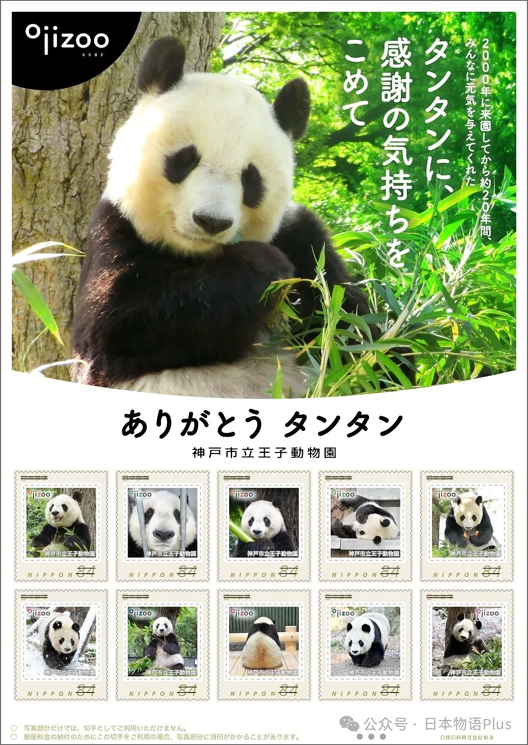 旅日大熊猫旦旦于神户逝世，日本最高龄大熊猫28岁，相当于人类80岁（组图） - 15