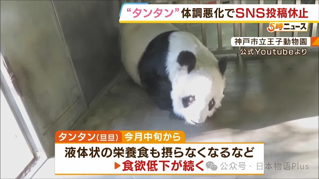 旅日大熊猫旦旦于神户逝世，日本最高龄大熊猫28岁，相当于人类80岁（组图） - 14
