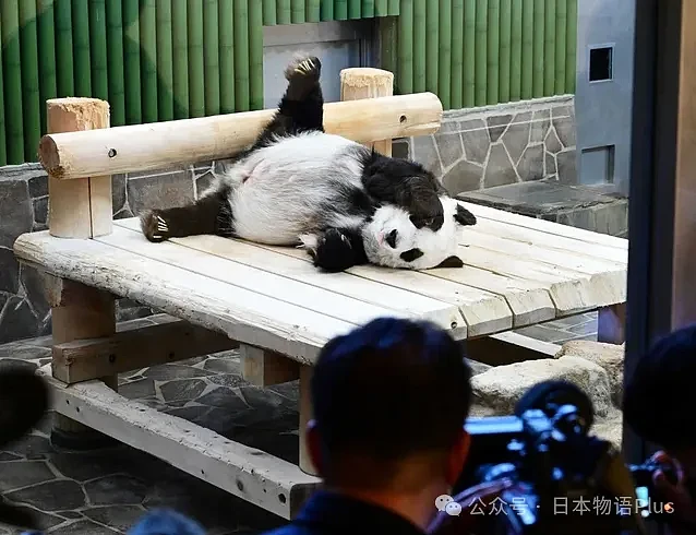 旅日大熊猫旦旦于神户逝世，日本最高龄大熊猫28岁，相当于人类80岁（组图） - 12