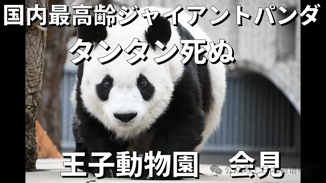 旅日大熊猫旦旦于神户逝世，日本最高龄大熊猫28岁，相当于人类80岁（组图） - 3