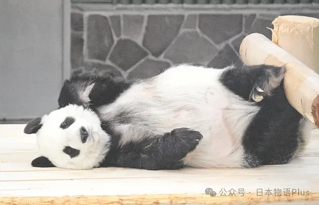 旅日大熊猫旦旦于神户逝世，日本最高龄大熊猫28岁，相当于人类80岁（组图） - 13