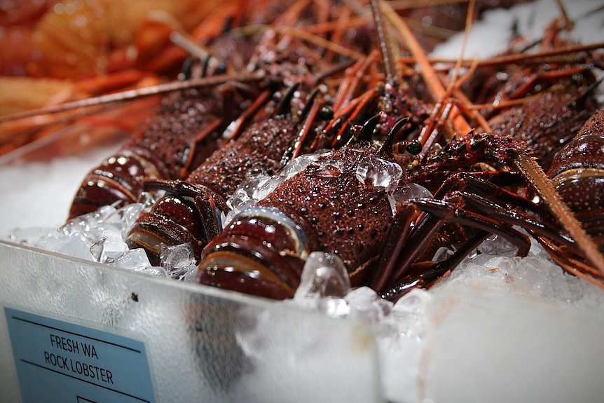澳大利亚龙虾业翘首以待鲜活产品出口中国（图） - 1
