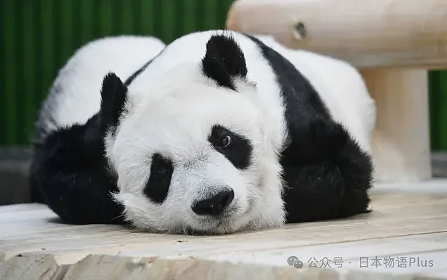 旅日大熊猫旦旦于神户逝世，日本最高龄大熊猫28岁，相当于人类80岁（组图） - 1