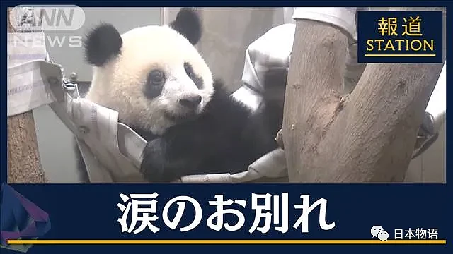 旅日大熊猫旦旦于神户逝世，日本最高龄大熊猫28岁，相当于人类80岁（组图） - 17