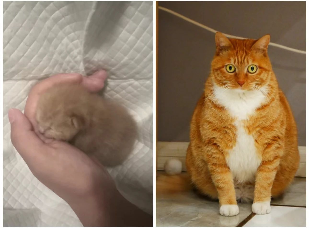 【宠物】网友领养小哥的猫，10年后竟给小哥反馈猫照片：我以为猫可能去世了，一直不敢问（组图） - 9