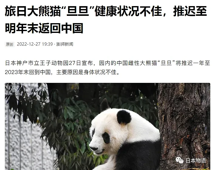 旅日大熊猫旦旦于神户逝世，日本最高龄大熊猫28岁，相当于人类80岁（组图） - 11