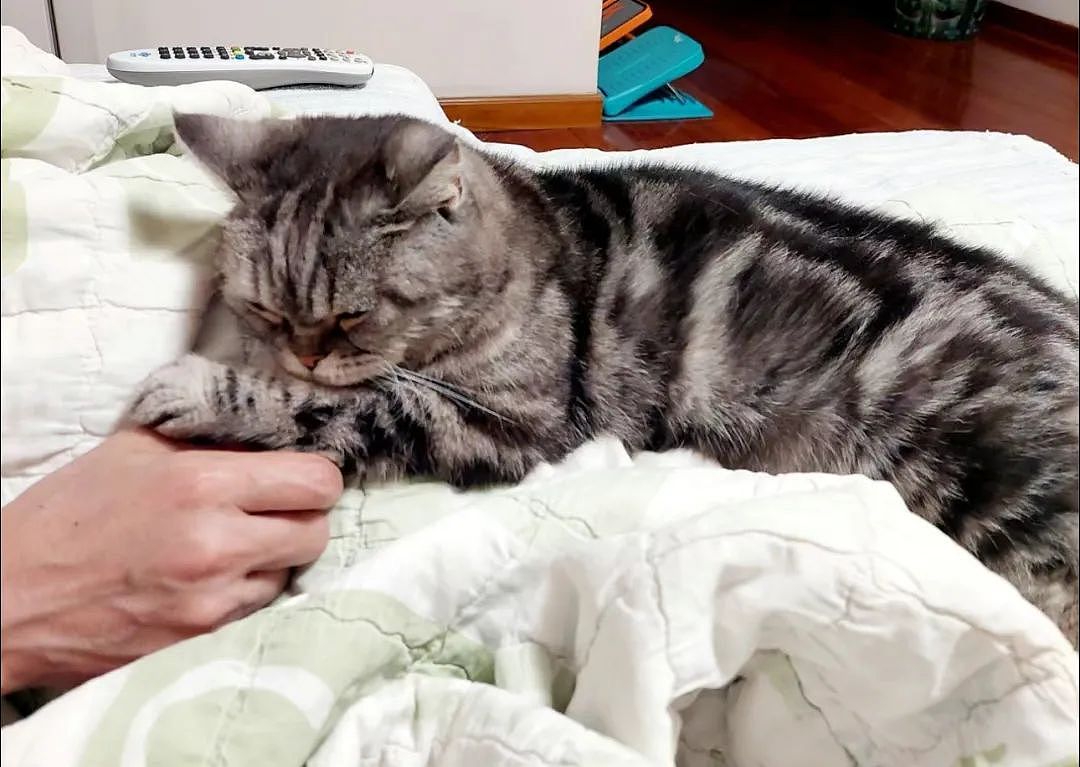 【宠物】网友领养小哥的猫，10年后竟给小哥反馈猫照片：我以为猫可能去世了，一直不敢问（组图） - 5