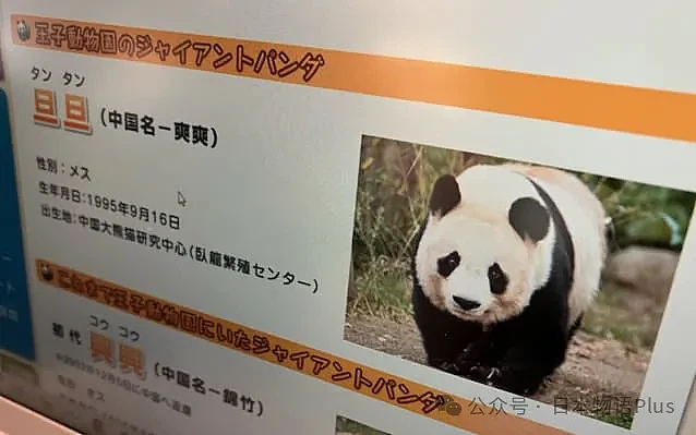 旅日大熊猫旦旦于神户逝世，日本最高龄大熊猫28岁，相当于人类80岁（组图） - 8