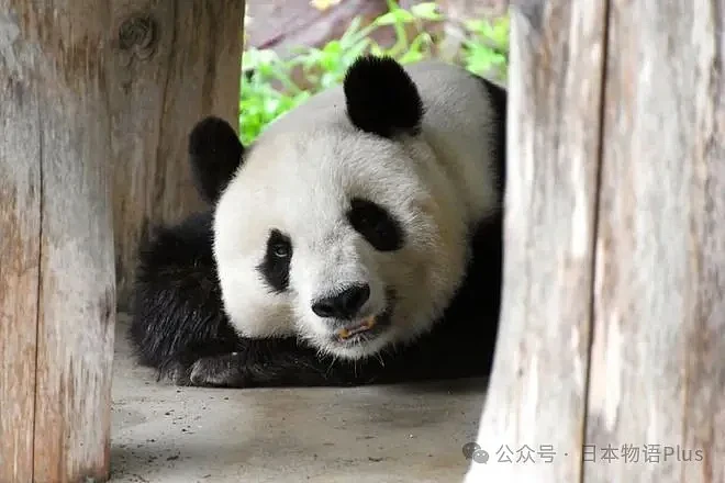 旅日大熊猫旦旦于神户逝世，日本最高龄大熊猫28岁，相当于人类80岁（组图） - 7