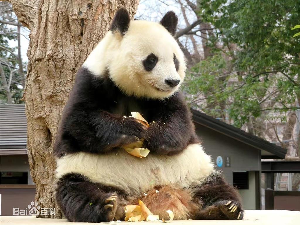 中国赠送给日本的大猫熊“旦旦”31日晚间离世（图） - 1