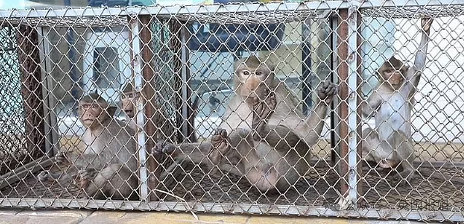 泰国猴子帮派大乱斗！警察介入急劝架，网友：吗喽的事儿人类咋掺合？（组图） - 17